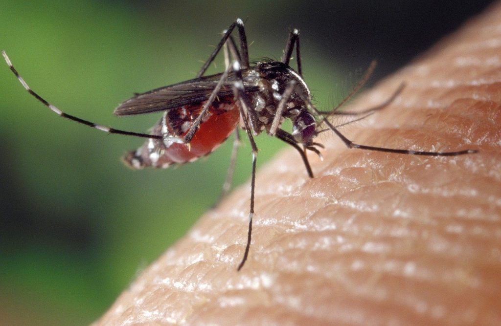 Recette anti-moustiques Huiles essentielles
