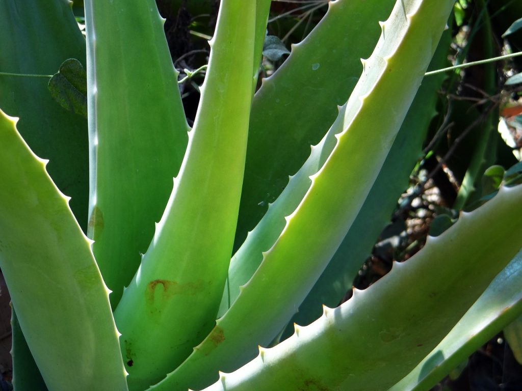 Aloe vera