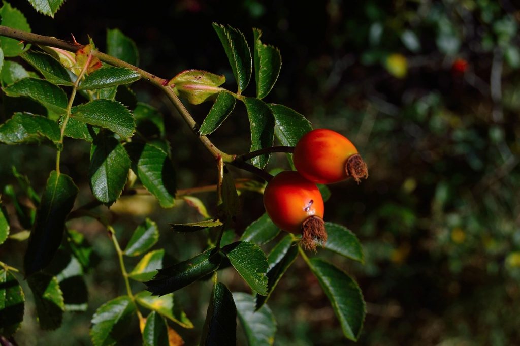 Goji arbre