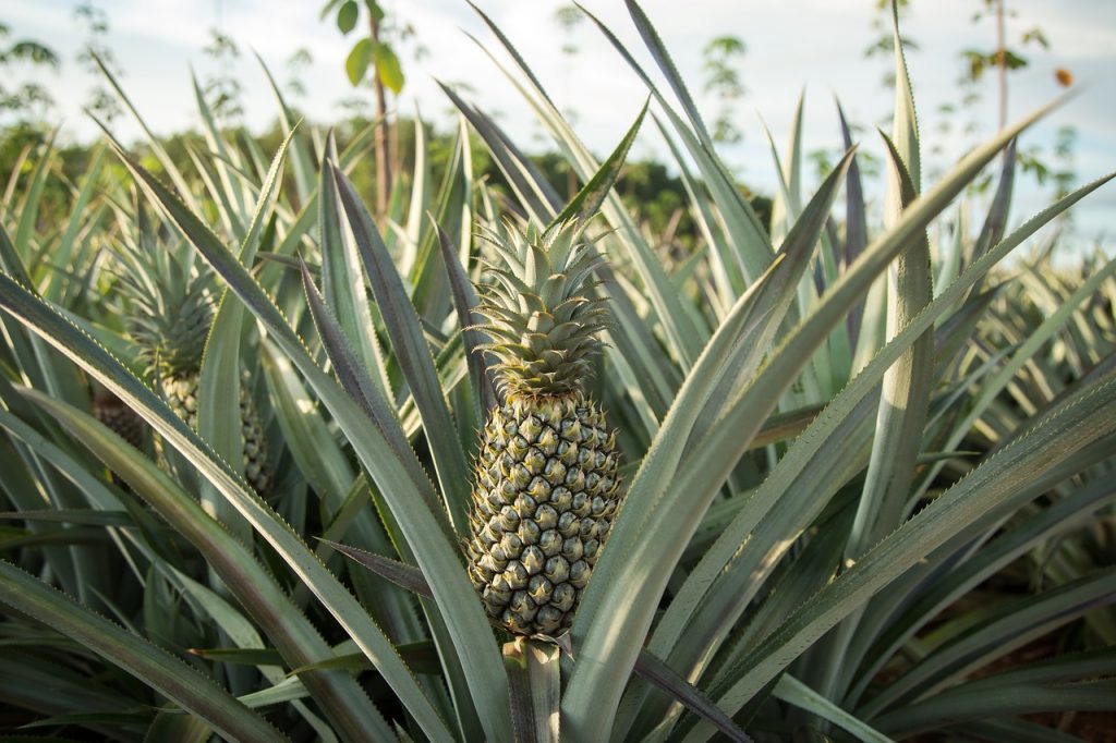 Champs d'ananas