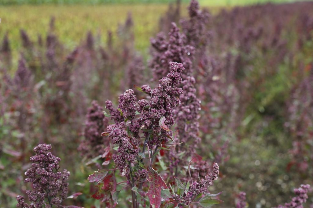 Quinoa plante