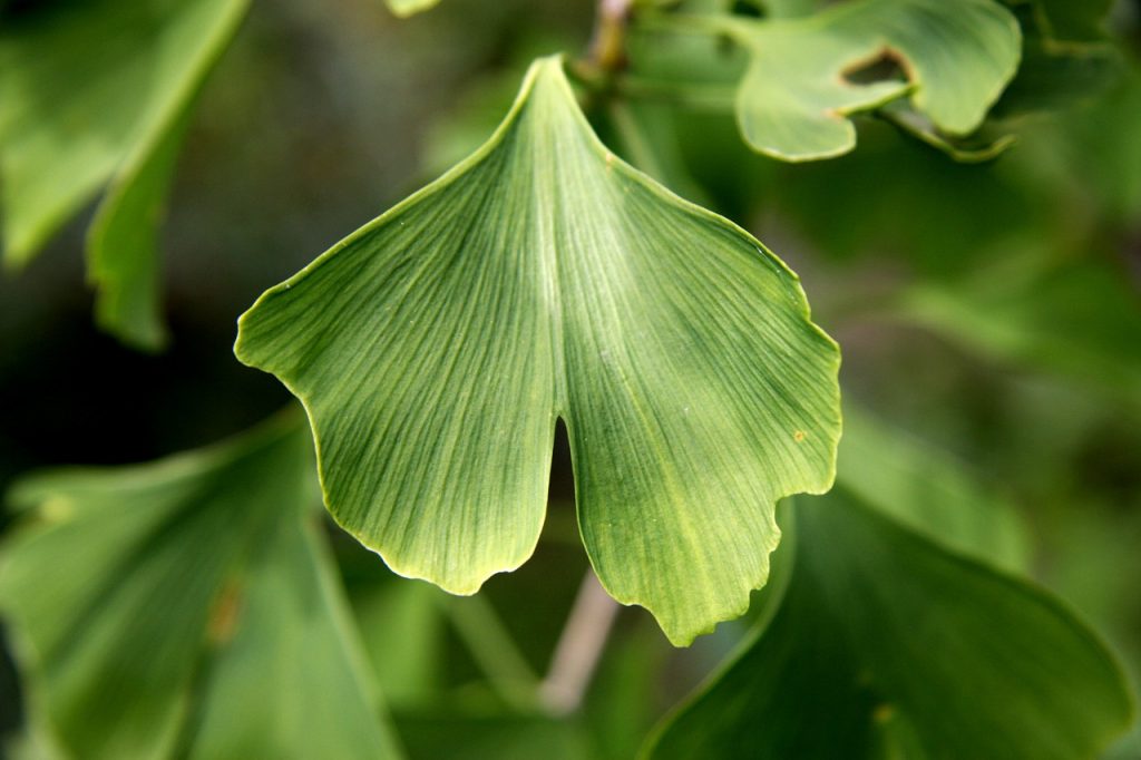 Feuille Gingko Biloba