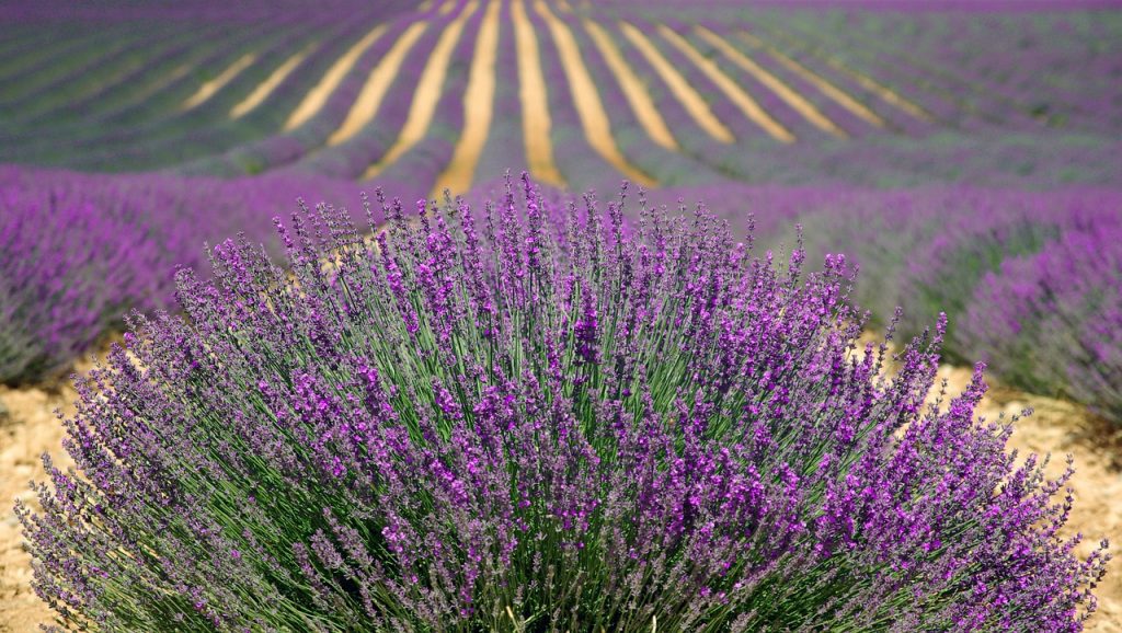 Champ de Lavande vraie