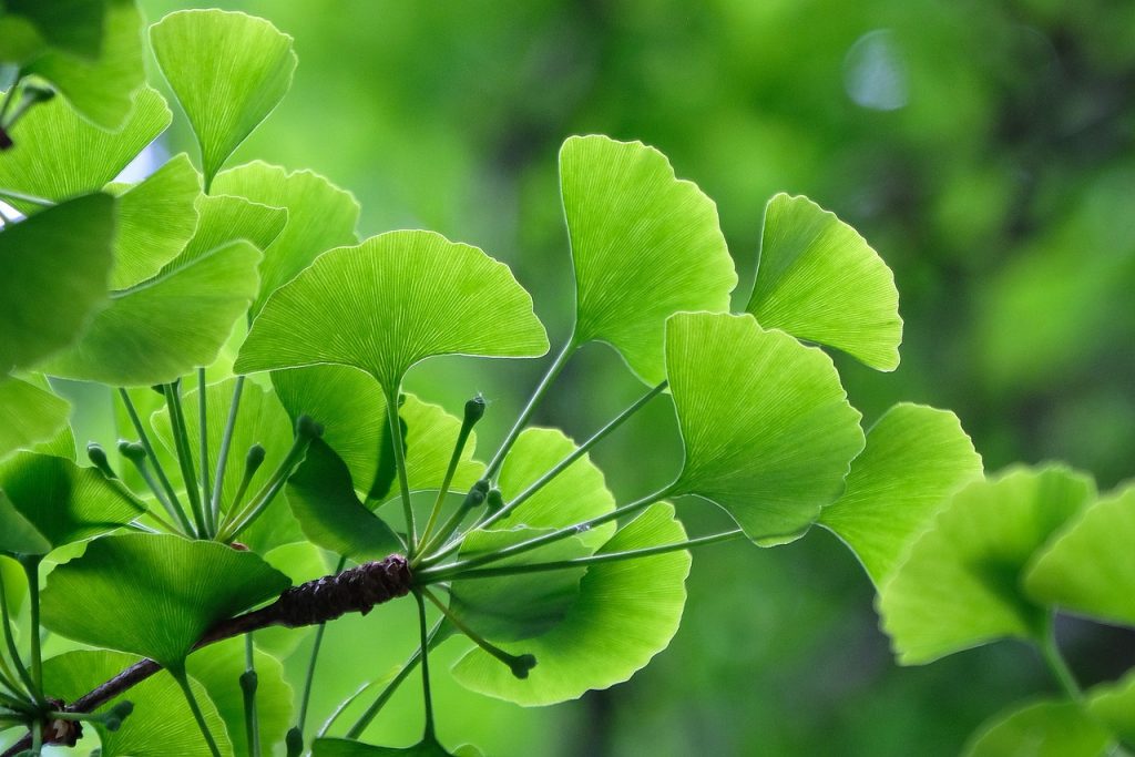 Gingko Biloba