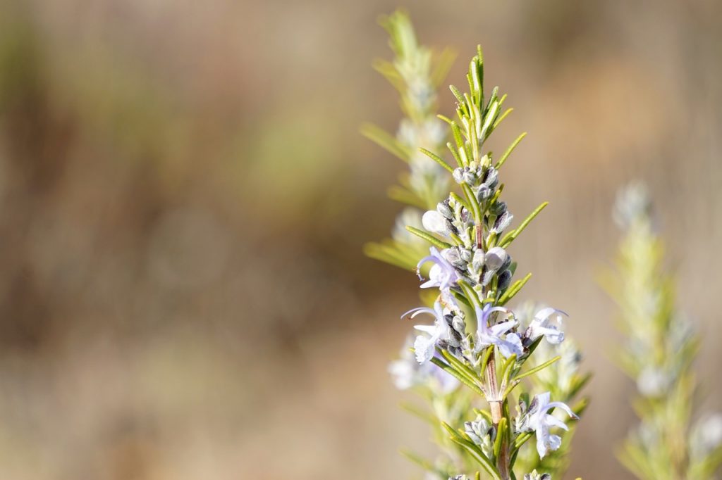 Romarin fleurs