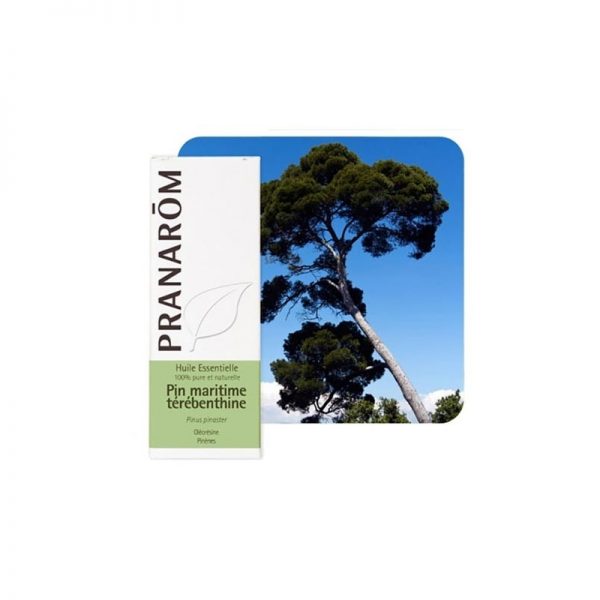 Huile essentielle de Pin Maritime térébenthine - 10ml - Pranarôm