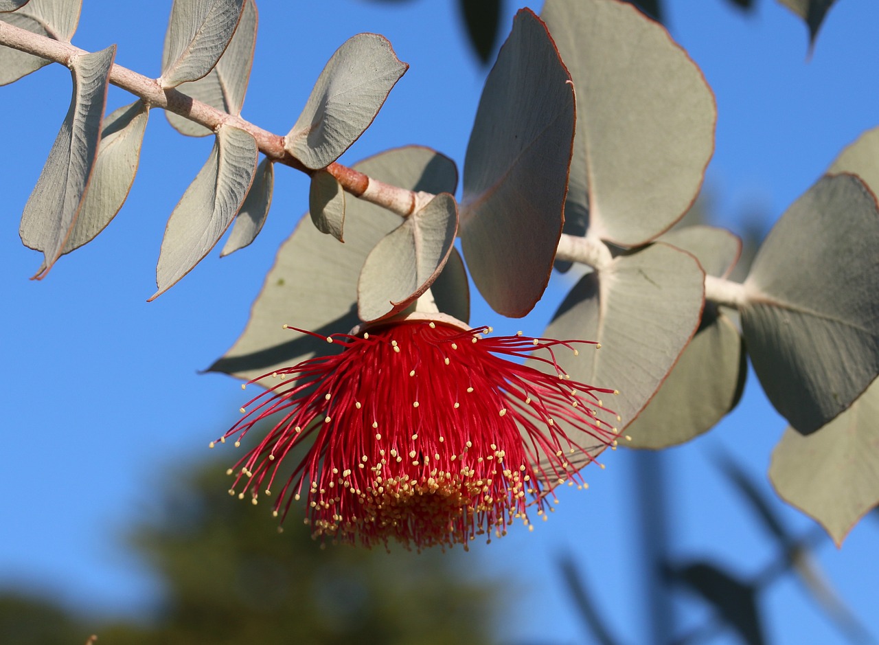 Huile essentielle d’Eucalyptus Globuleux