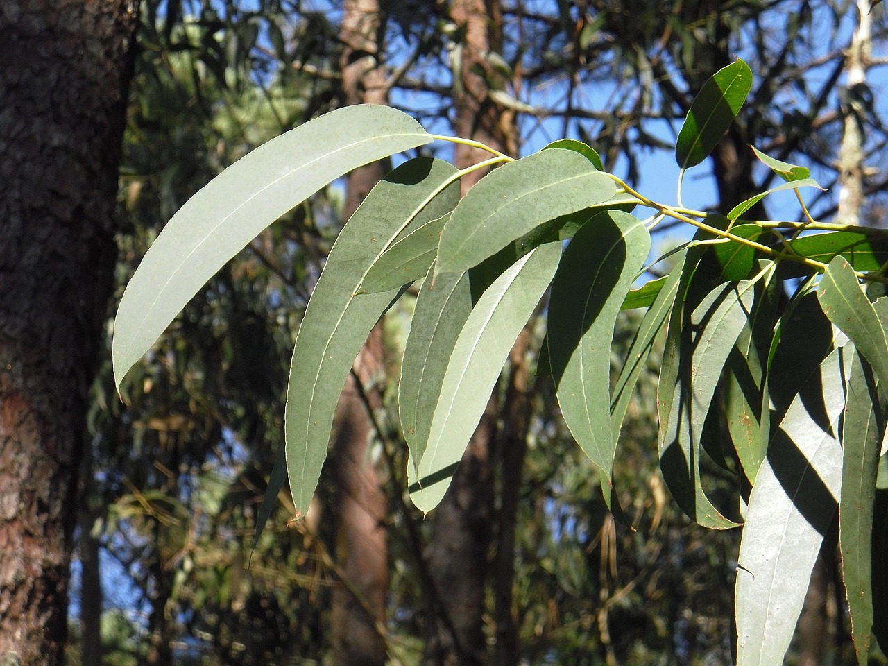 Huile essentielle d’Eucalyptus radié