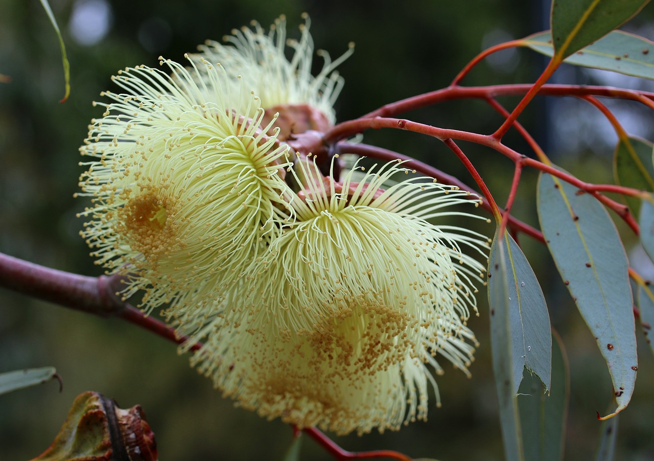 Huile essentielle d’Eucalyptus radié