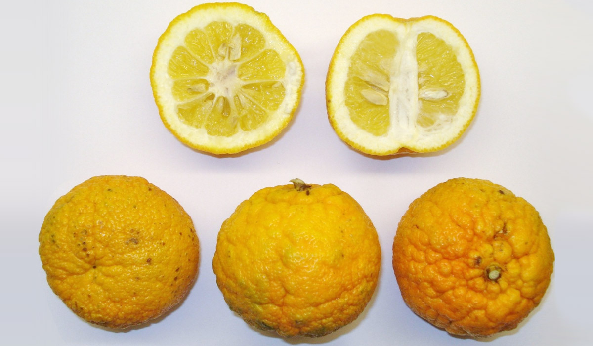 Huile essentielle d’Orange Amer