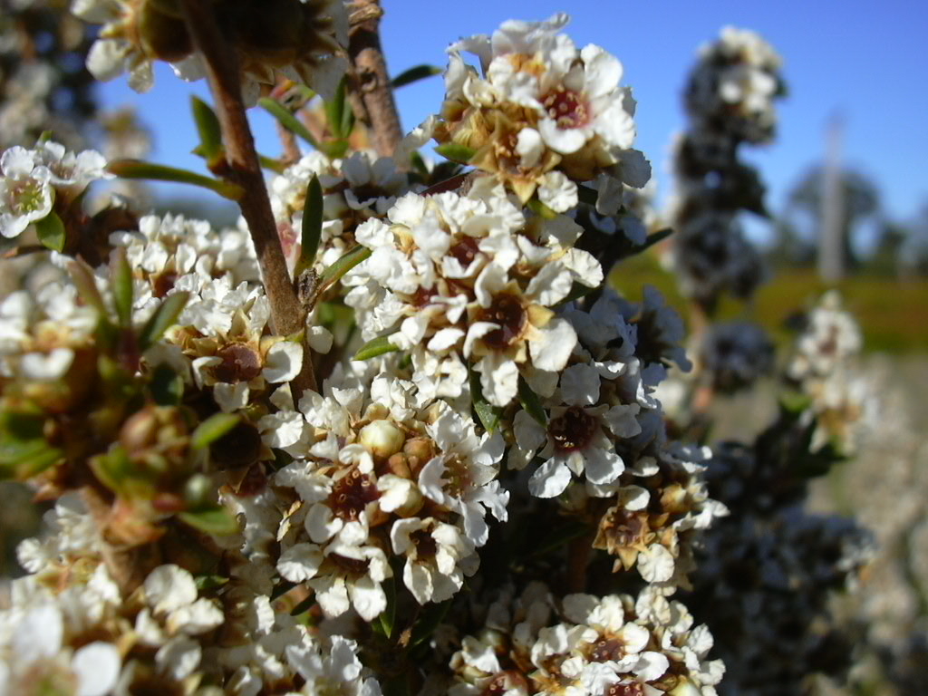 Huile essentielle de Fragonia