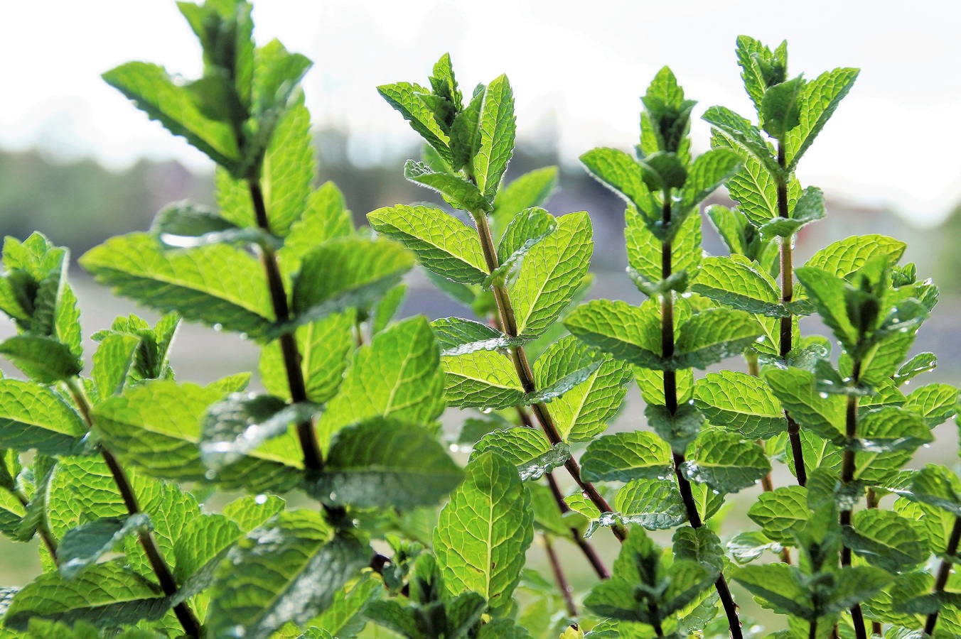 L’huile essentielle de Menthe Poivrée