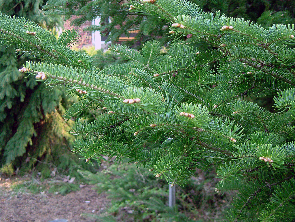 Huile essentielle de Sapin Baumier