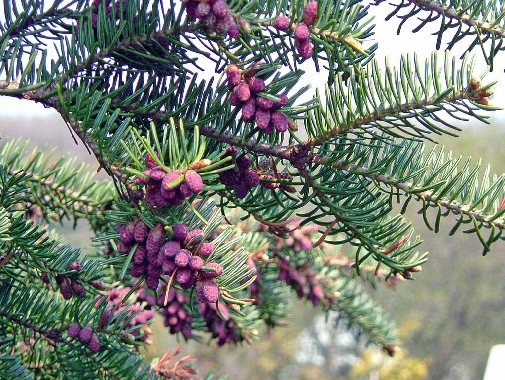 Huile essentielle de Sapin Baumier