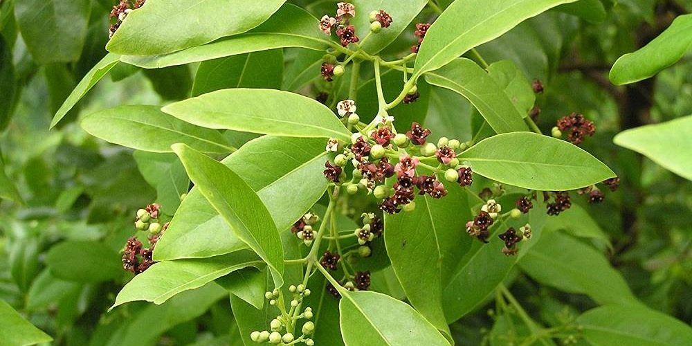 Huile essentielle de Santal Blanc (Bois de Santal) : comment l'utiliser  ou l'éviter (et protéger la forêt primaire) ?