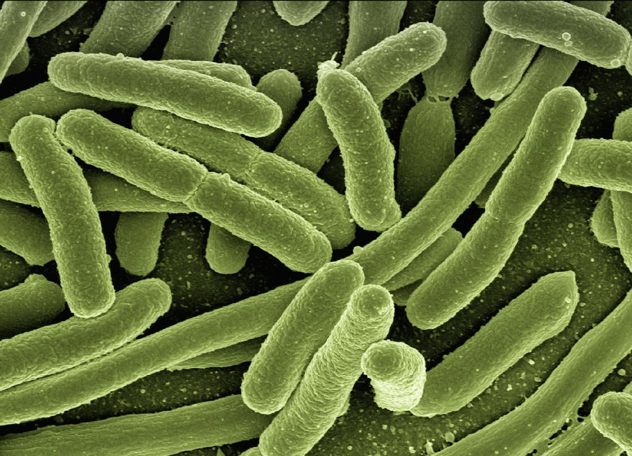 Bacteries